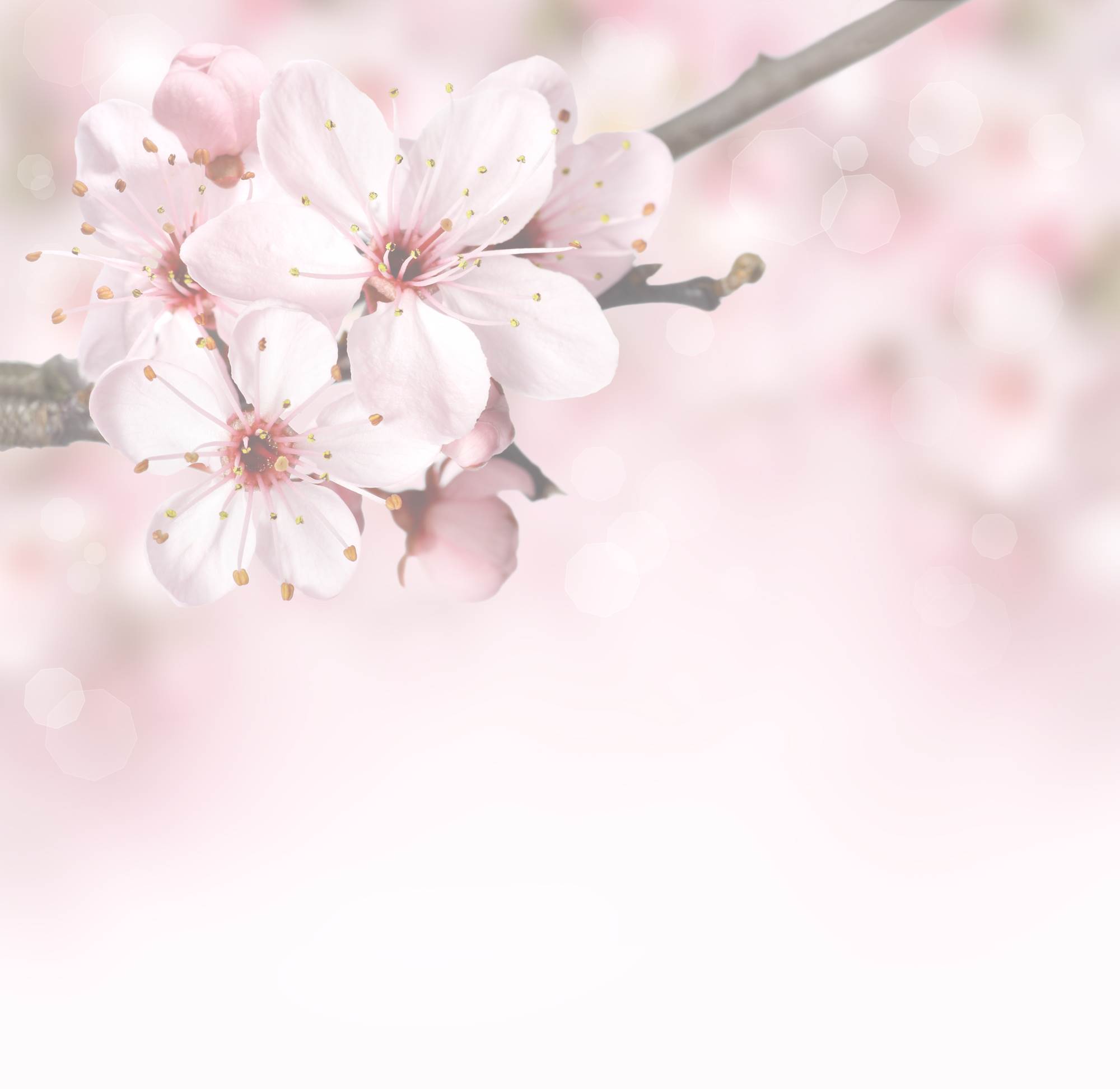 Fleurs de cerisier, photographie de l’identité originale